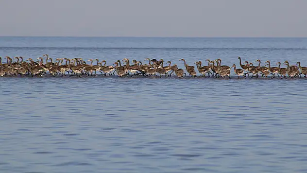 Flamingo yavruları Tuz Gölü'nde büyüyor