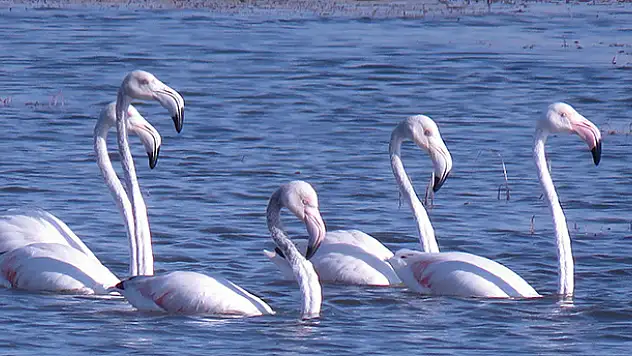 Flamingolar, Beyşehir Gölü'nde mola verdi