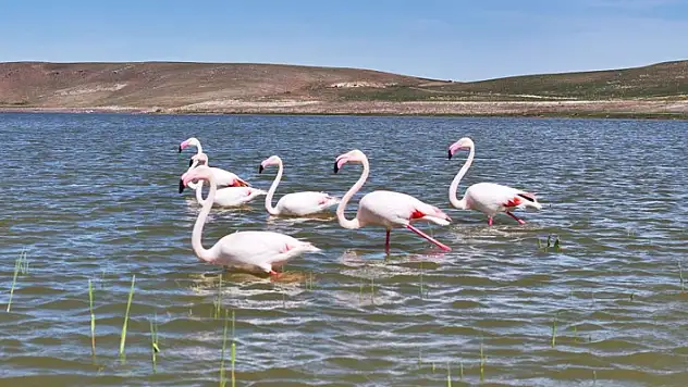 Flamingolar Gölbaşı'na misafir oldu
