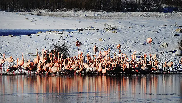Flamingolar soğuktan İvriz Barajı'na sığındı