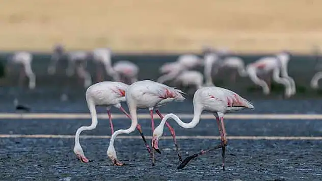 Flamingolar Tuz Gölü'ne gelmeye başladı