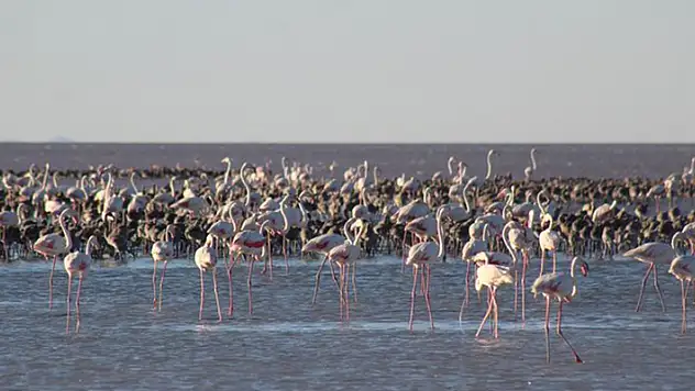 Flamingolara can suyu
