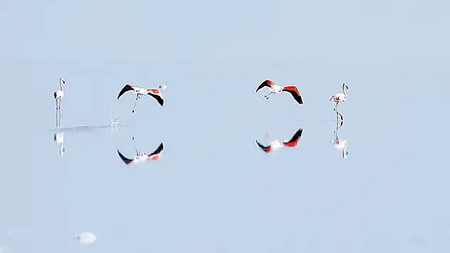 Flamingoların yaşam cenneti: Tuz Gölü