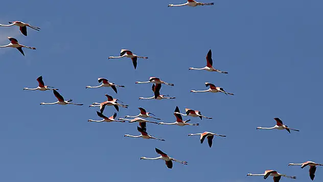 Flamingoların yeni adresi Tuz Gölü