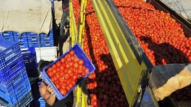 Flaş domates kararı: Ahmet yiyemiyorsa İvan'a da yok