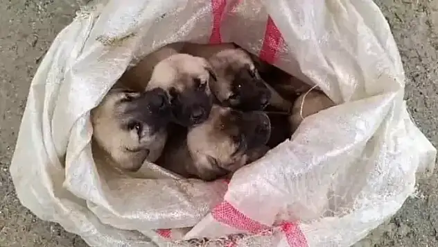 Gaziantep'te, 15 yavru köpek ağzı bağlanan çuvallara koyulup terk edildi
