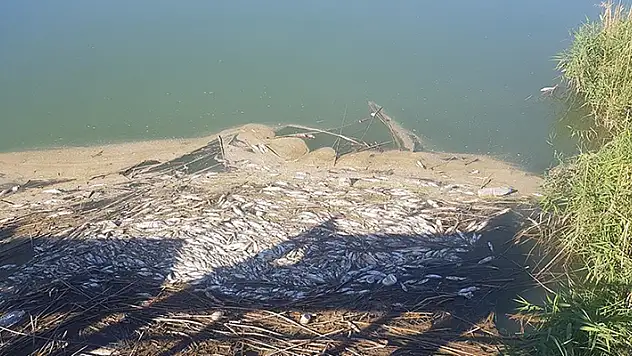Gaziantep'te Karasu Çayı'nda balık ölümleri ve kötü koku üzerine inceleme başlatıldı

