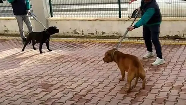 Gaziantep'te pitbull dehşeti! Sitenin bahçesinde oynarken 2 pitbullun saldırısına uğrayan Asiye, ağır yaralandı
