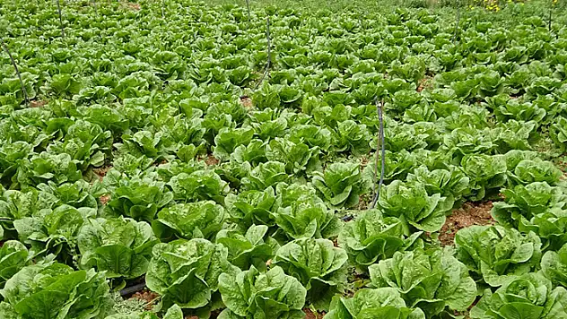 Gaziantep'te, üreticinin marulu tarlada kaldı

