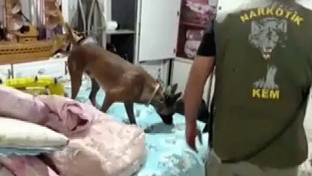 Gaziantep'te 7 kilo skunk ele geçirildi 1 tutuklama