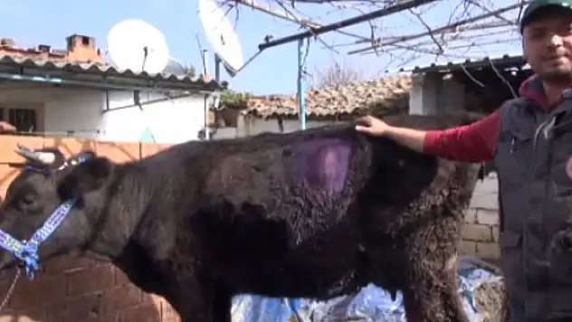 Gebe ineğin karnından 2 kilo halat çıktı