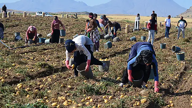 Geçen yıl tarlada 10 TL olan patates bu yıl 5 TL'ye düştü 
