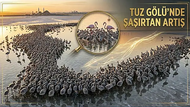 Geçen yılın iki katı! Tuz Gölü'nde dikkat çeken artış