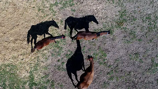Geleceğin 'şampiyon tayları' burada yetişiyor