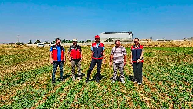 Geleceğin yemi Konya Ovası'nda yetişiyor
