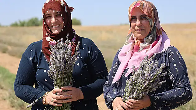 Gelin-görümce sırt sırta verdi, lavanta bahçesi kurdu
