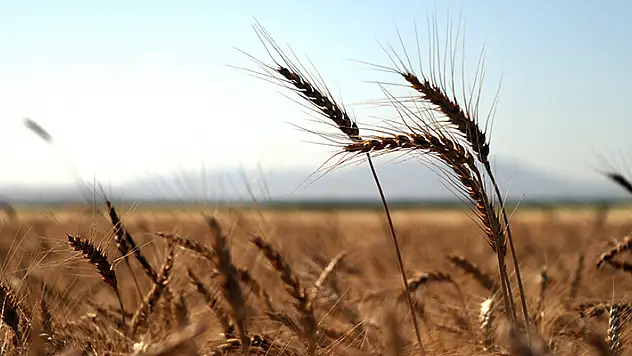 Geliştirilen hububat çeşitleri ile küresel iklim değişikliğinden kaynaklanan riskler azaltılacak
