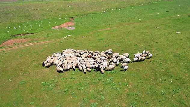 Genç Çiftçi Projesi için koyun alımı yapılacak