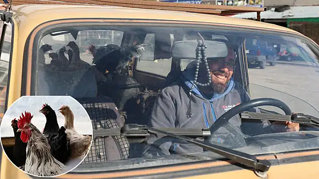 'Gezen tavuk' olayını çok yanlış anlayan Konyalı!  Tavuklarını otomobille gezdiriyor