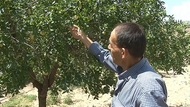Geziden getirilip ekilen hünnap meyvesi mahallenin geçim kaynağı oldu