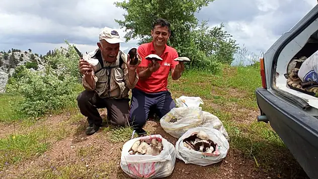 Giden Gelmez Dağları'nda 'Mor Mantar' toplama zamanı
