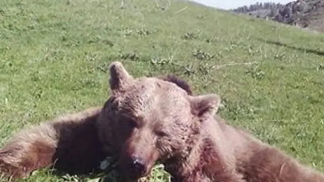 Giresun'da boz ayı avı yapıldı