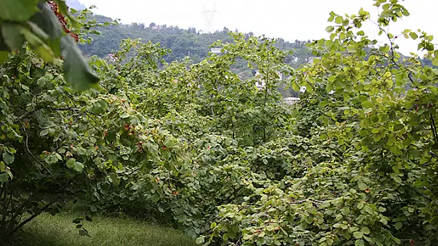 Giresun Dereli'de fındık bahçeleri satılığa çıkarıldı
