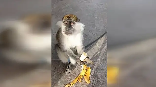 Giresun'da hayvanat bahçesinden kaçan maymun yakalandı