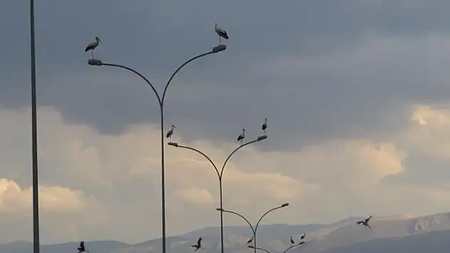 Göç yolculuğunda leylekler, elektrik direklerinde mola verdi
