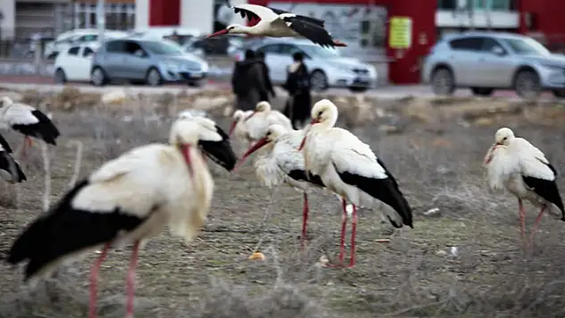 Göç yolunda Konya'ya zorunlu iniş yapan leyleklerin molaları sürüyor