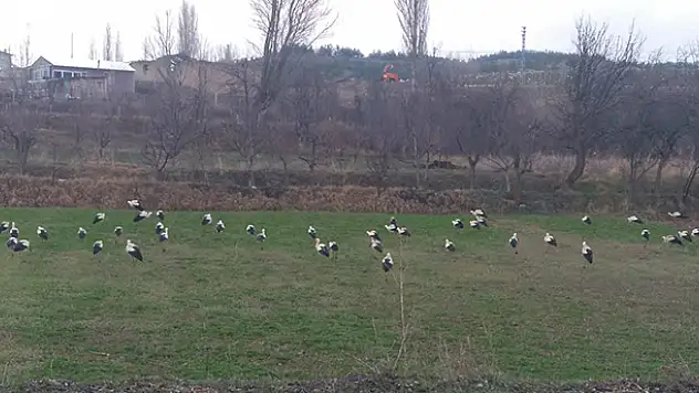 Göç yolundaki leylekler, sürüler halinde tarlalarda görüldü
