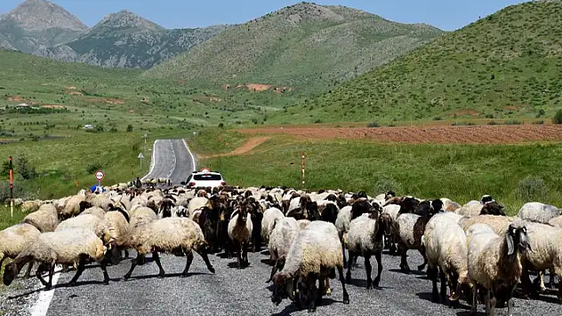 Göçerler yaylaların yolunu tutuyor
