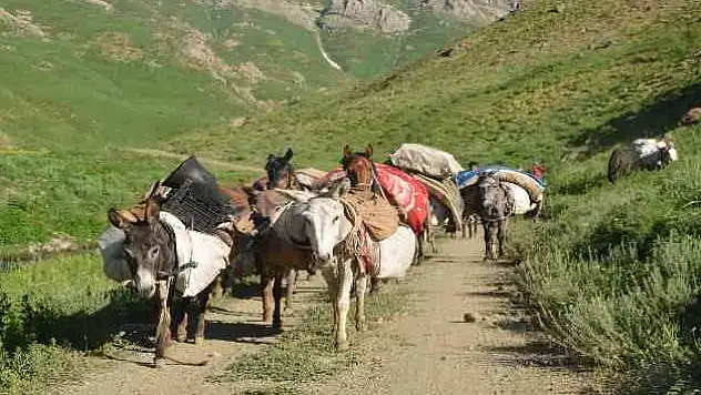 Göçerlerin zorlu yayla yolculuğu devam ediyor