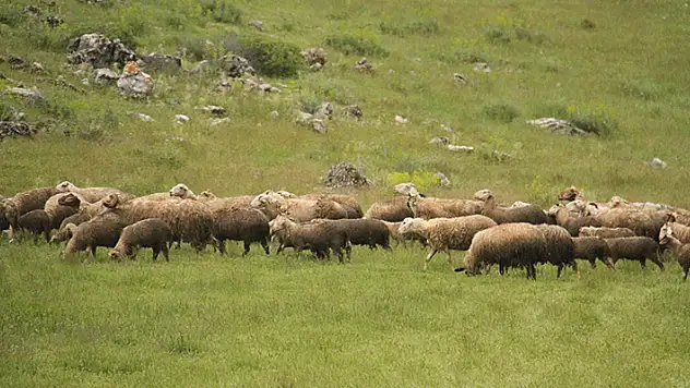 Gölcük yaylasında 6 yaşından beri hayvancılık yapıyor