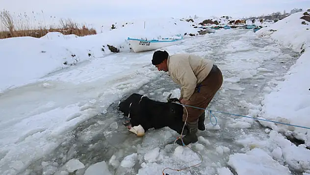 Göle düşen inek iple kurtarıldı