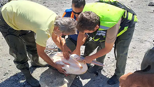 Gölette mahsur kalan yaralı pelikan AFAD ekiplerince kurtarıldı


