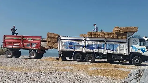 Gölkaşı Adasında hasat sona erdi