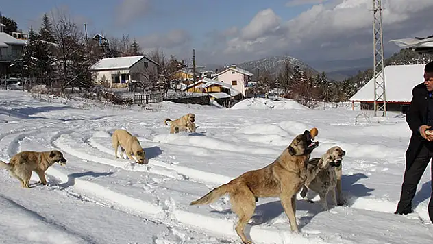 Gönüllü ekip yayladaki köpeklere yiyecek götürdü