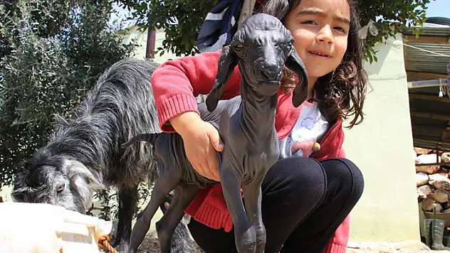 Gören şaşırdı... Tüysüz doğdu, bebek gibi bakılıyor