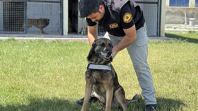 Görevini tamamlayan emniyetin bomba arama köpeği 'Artur' ekip arkadaşından ayrılmayacak