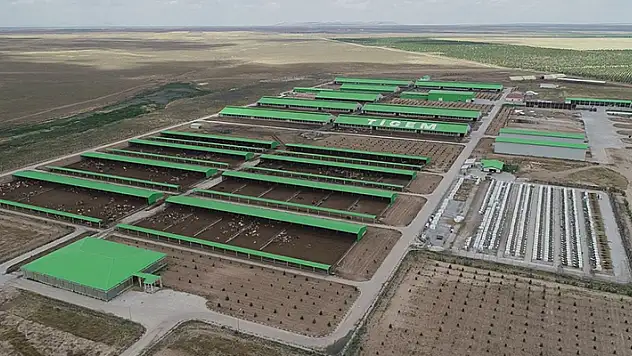 Gözlü Tarım İşletmesi, 9 bin 750 baş reforme erkek kuzu satacak
