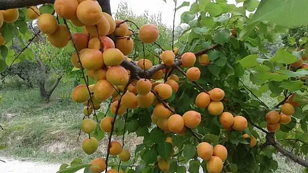 Günde 600 ton kayısı ihraç ediliyor