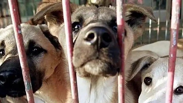 Güney Kore, köpek eti ticaretini yasaklayan yasayı kabul etti

