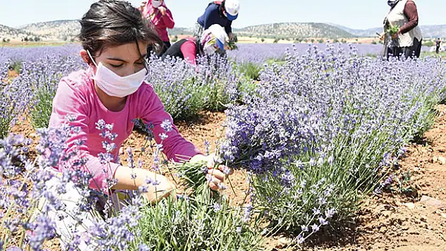 Güneysınır'da lavanta hasadı