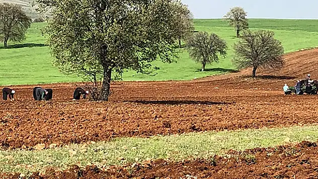 Güneysınır lavantanın merkezi oluyor