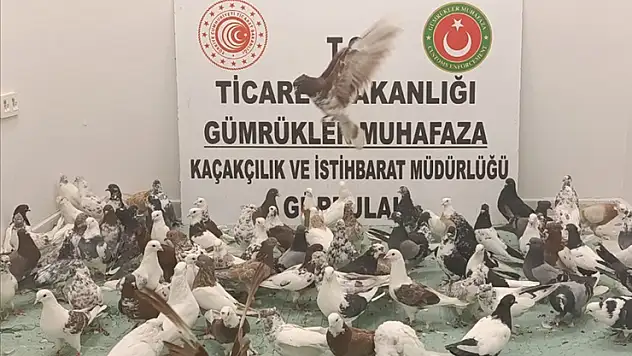 Gürbulak Gümrük Kapısı'nda 'cancan' cinsi 85 güvercine el konuldu