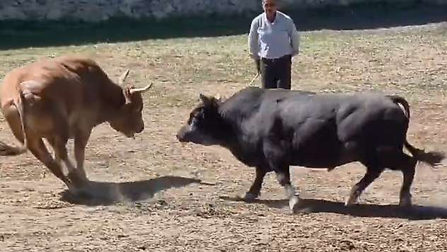 Güreşten kaçan 600 kiloluk boğa, demir kapıdaki boşluktan arenanın dışına atladı