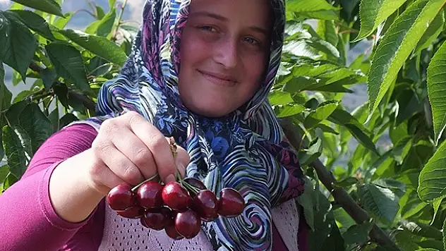 Hadim kirazı 'dalında' ihraç ediliyor