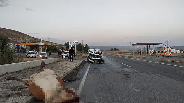 Hafif ticari aracın çarptığı inek öldü, 1 kişi yaralandı

