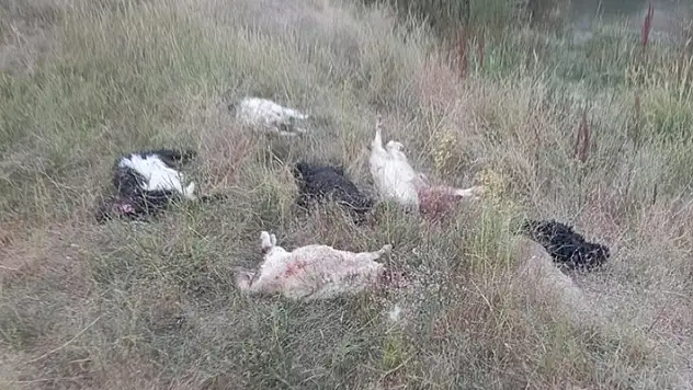 Hakkari'de sahipsiz köpeklerin saldırdığı sürüdeki 36 küçükbaş hayvan telef oldu
